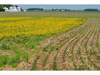 Property photo 96 - LAND AUCTION - 700+/- ACRES OFFERED IN 16 TRACTS IN ALLEN COUNTY, INDIANA
